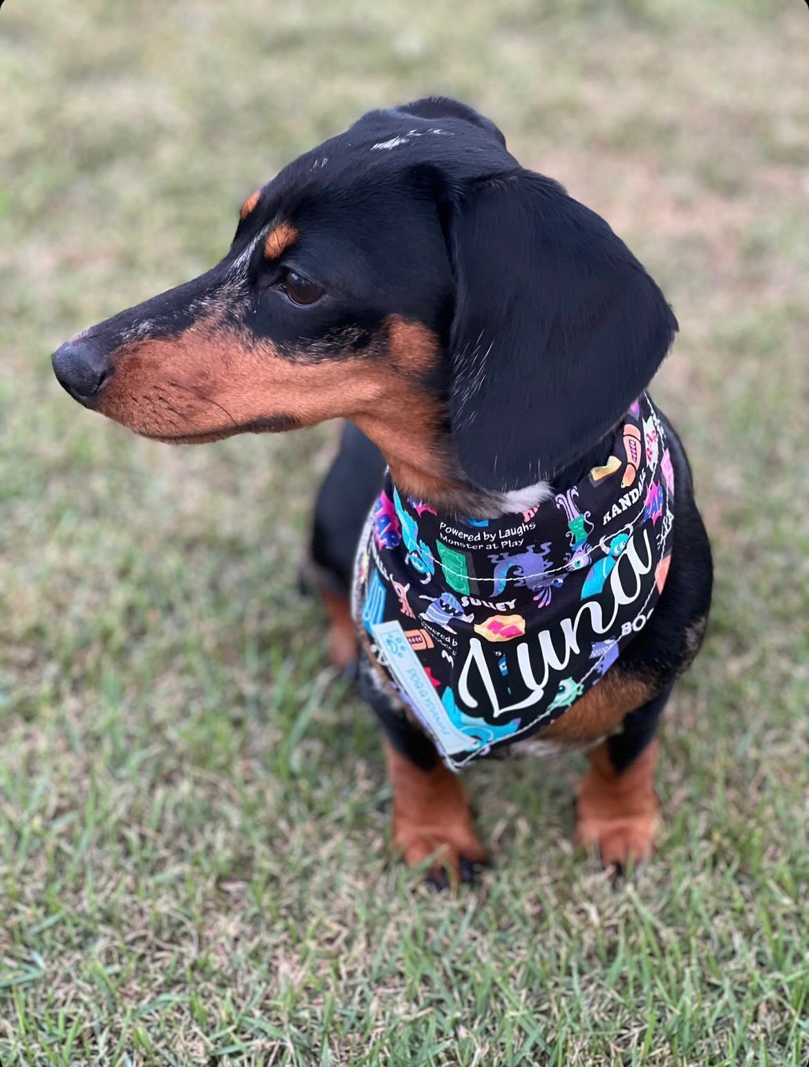 Personalize your Doggydana! Add your Pet's Name